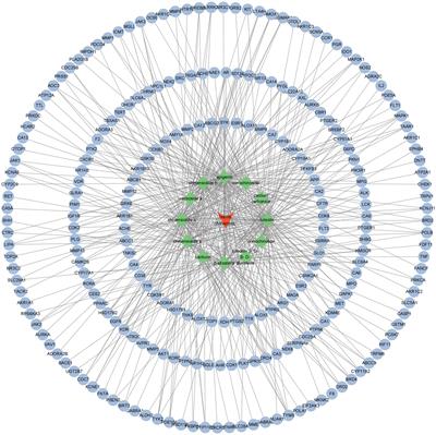 Prediction and analysis of components and functions of Ixeris chinensis based on network pharmacology and molecular docking